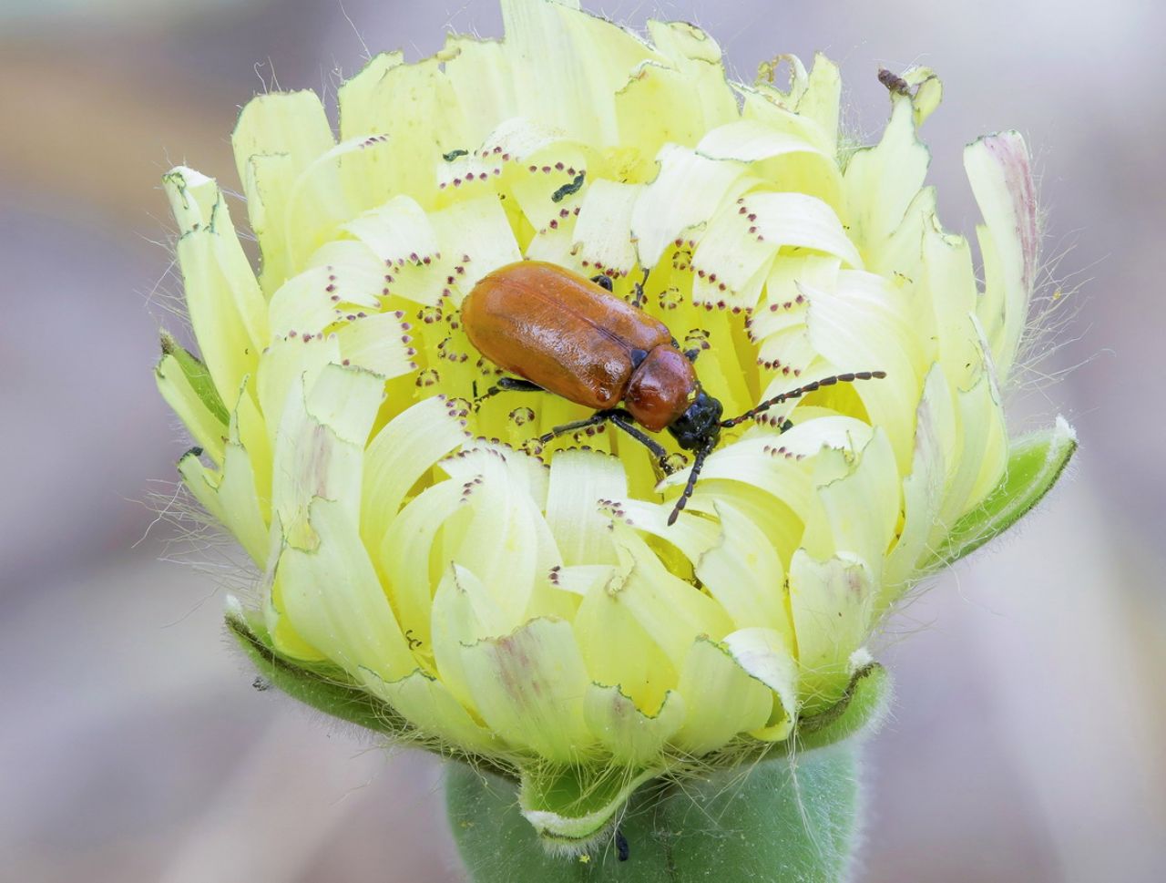 Chrysomelidae - Exosoma lusitanicum
